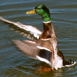 Kačer
